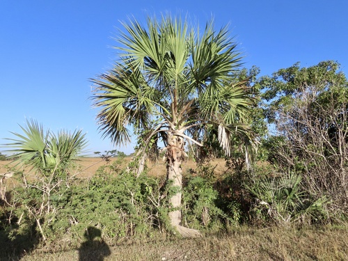 Bull thatch (Sabal maritima)