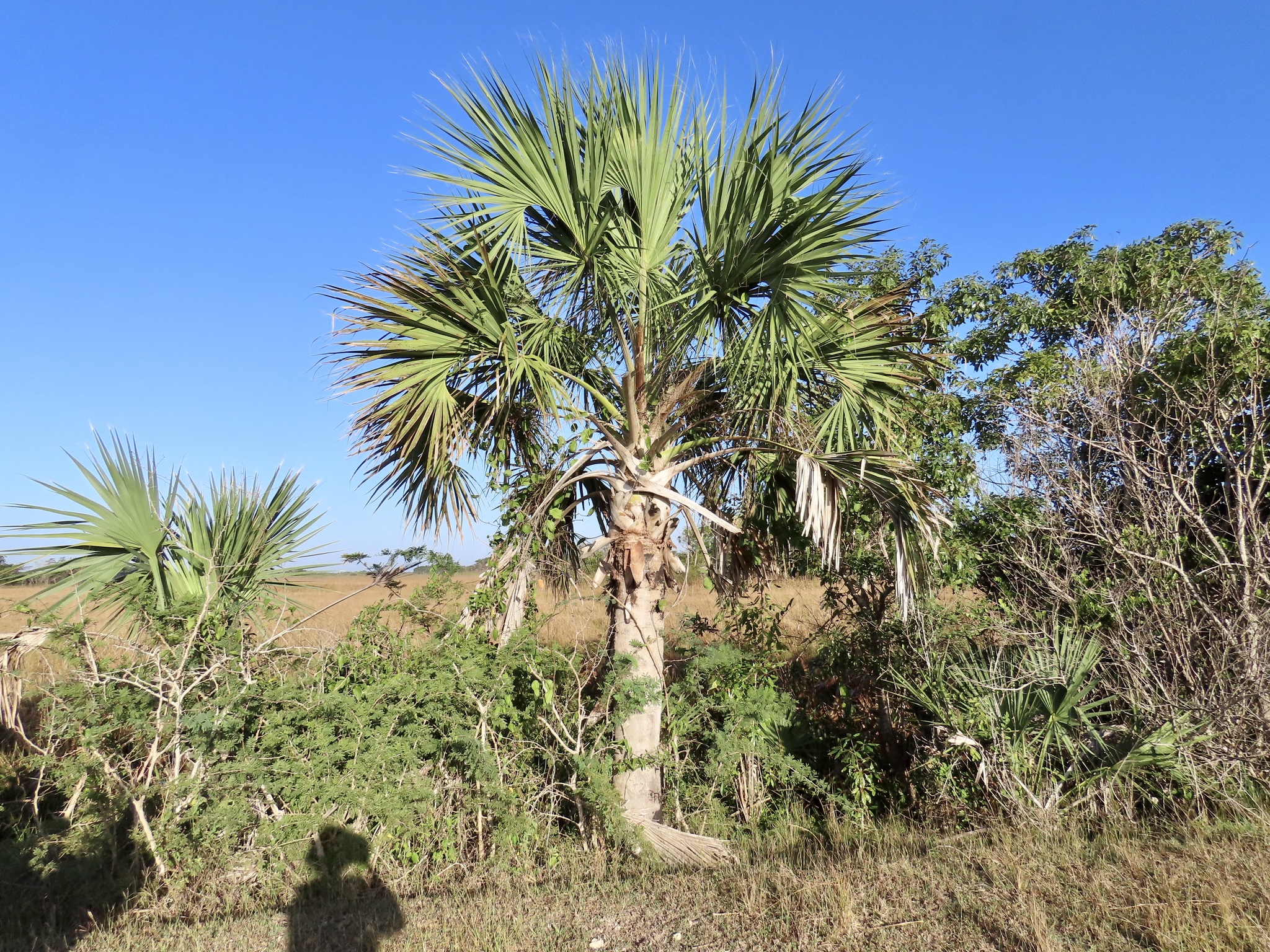 Bull Thatch (Sabal maritima)