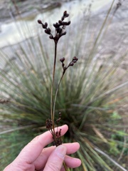 Juncus acutus leopoldii