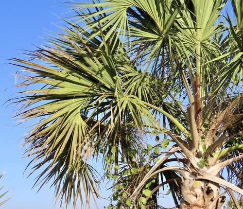 Sabal maritima, photograph 1