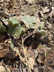 Pachysandra procumbens