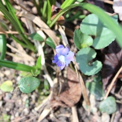 Viola sororia