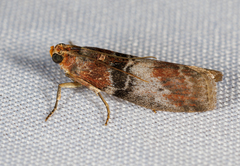 Sciota vetustella