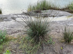 Juncus acutus leopoldii