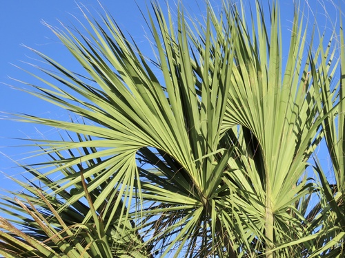 Sabal maritima, photograph 2