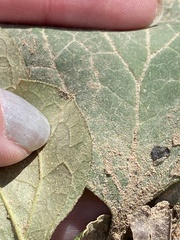 Pachysandra procumbens