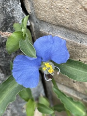 Commelina auriculata