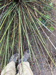 Juncus acutus leopoldii
