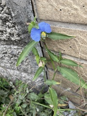 Commelina auriculata