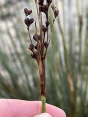 Juncus acutus leopoldii