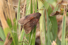 Galgula partita