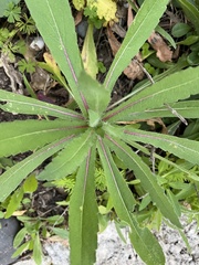 Gaillardia pulchella