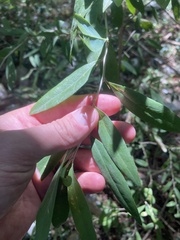 Acanthosyris spinescens