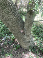 Acanthosyris spinescens