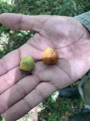 Acanthosyris spinescens