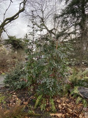 Berberis