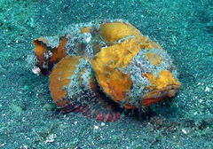 Scorpaenopsis macrochir