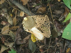 Phallus haitangensis