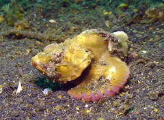 Scorpaenopsis macrochir