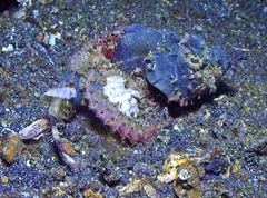 Scorpaenopsis macrochir