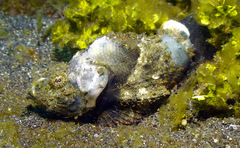 Scorpaenopsis macrochir