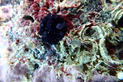 Pseudobiceros stellae