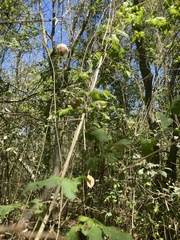 Cardiospermum grandiflorum