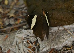 Colobura dirce dirce