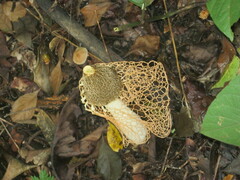 Phallus haitangensis