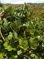 Laurus azorica