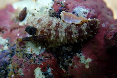 Holothuria impatiens