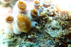 Zoanthus sansibaricus