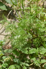 Scandix pecten-veneris