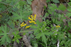 Corydalis micrantha