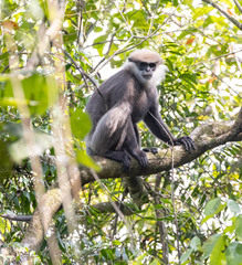 Semnopithecus vetulus