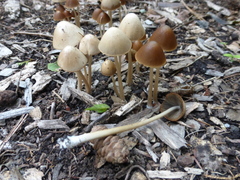 Psathyrella atrospora