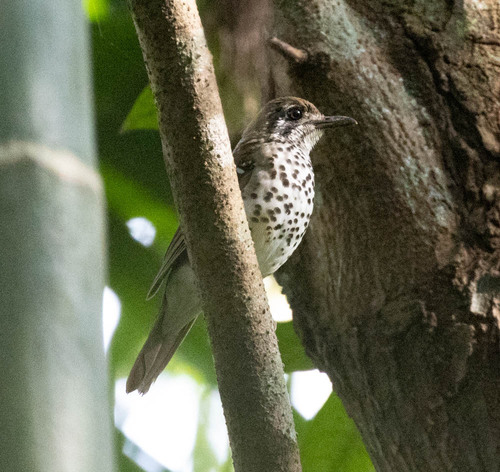 Spot-winged Thrush (Geokichla spiloptera), photo 8