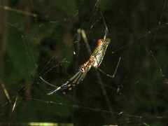 Trichonephila clavipes