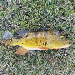 Cichla ocellaris