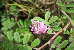 Indigofera sabulicola