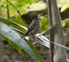 Muscicapa muttui