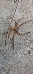Polybetes rapidus