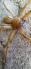 Polybetes rapidus