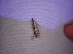 Catoptria oregonicus