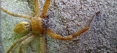 Polybetes rapidus