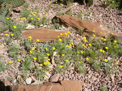 Eschscholzia minutiflora