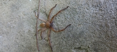 Polybetes rapidus