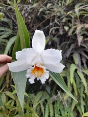 Sobralia chrysostoma