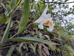 Sobralia chrysostoma