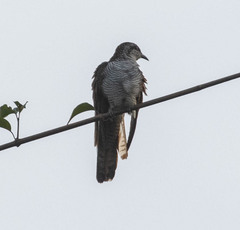 Cacomantis sonneratii